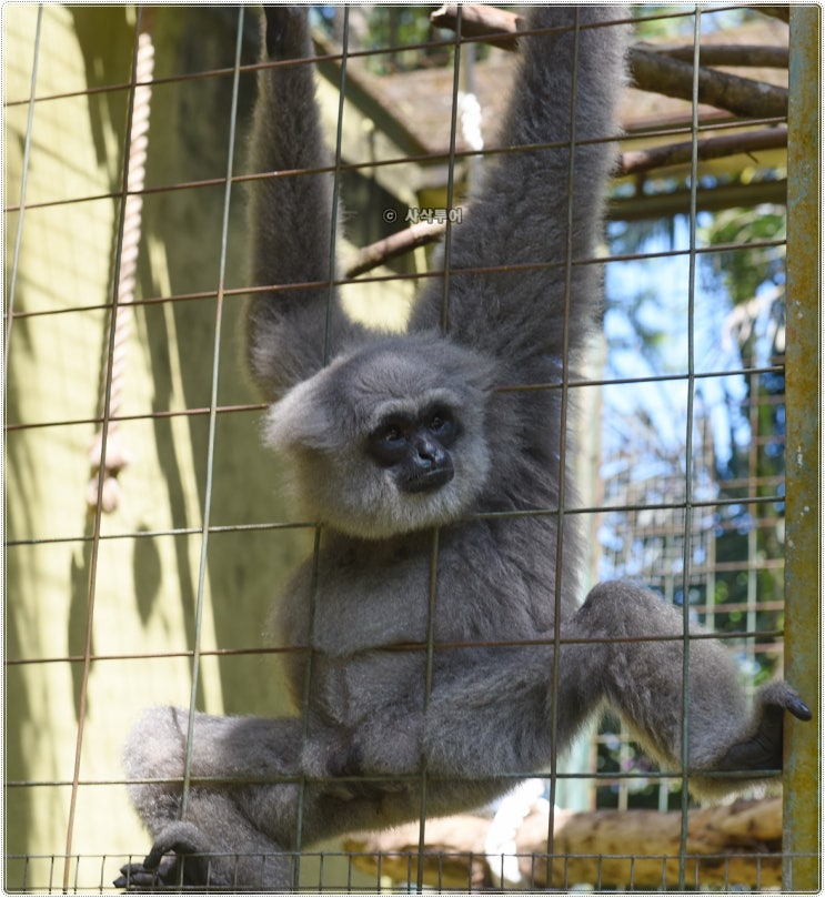  발리 동물원 - Bali zoo