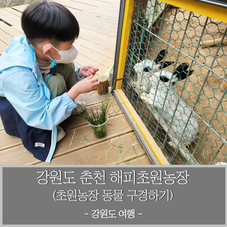  강원도 춘천 해피초원목장 강원한우 체험농장에서 동물 구경