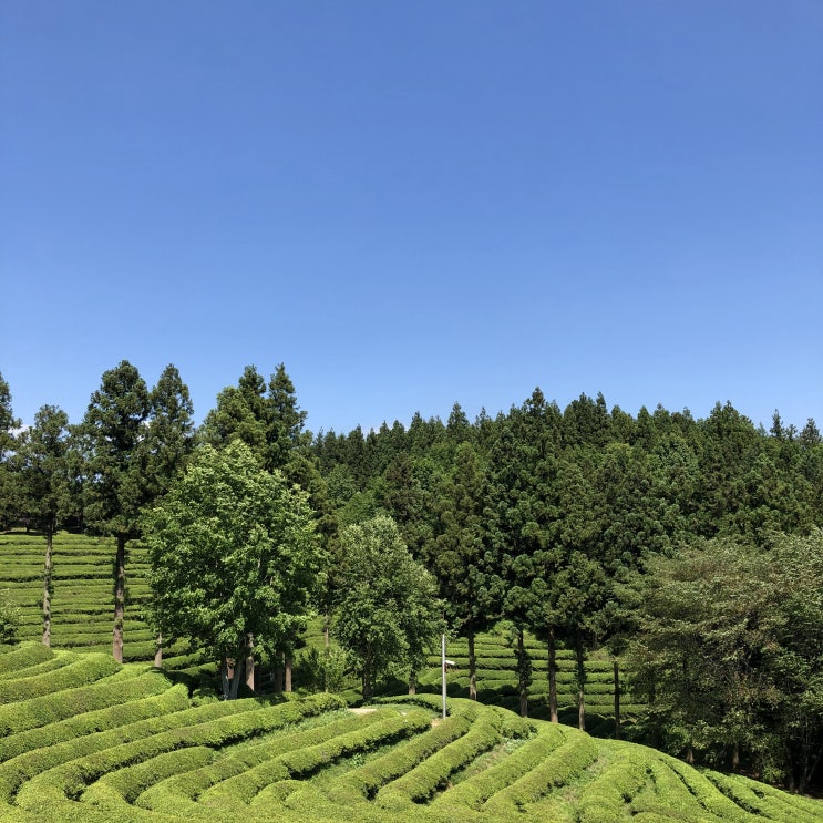 전남여행 _ 산은 산이요 물은 물이로다 보성 나들이 (대한다원 / 율포해수욕장) 전남여행 _ 산은 산이요 물은 물이로다 보성 나들이 (대한다원 / 율포해수욕장)