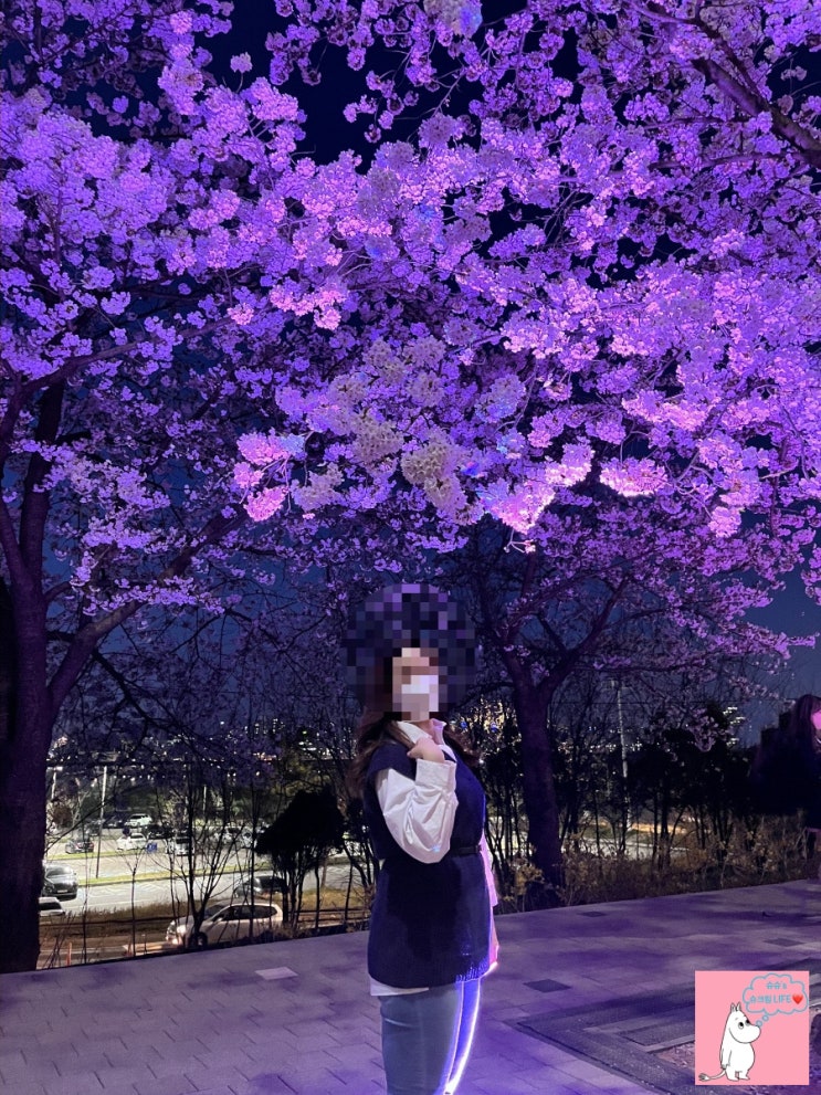 [서울 벚꽃길 추천] 4대 서울 벚꽃길 추천 / 장안벚꽃길 / 여의도 윤중로 / 송파둘레길 성내천길 / 경희대학교 / 서울 벚꽃명소 추천 / 봄나들이 명소 추천