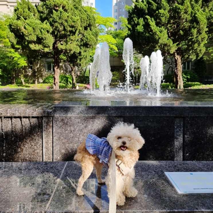  토이푸들 덕구의 강아지 후두골이형성, 척수공동증 치료 일기 :: 슬개골 탈구 수술 1달 차 기록 근육빵빵 이덕구 & 살인진드기 조심!