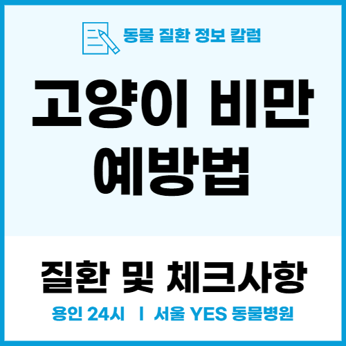  [ 용인 죽전 동물병원 ] 고양이 비만 질환 및 예방, 건강검진