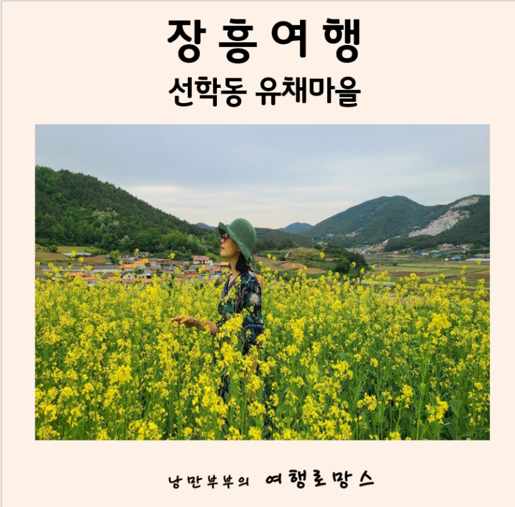  장흥5월 여행지 유채꽃명소) 선학동 유채마을 유채꽃 개화시기