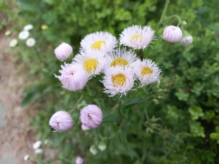 자세히 보아야 예쁘다 (f.나태주 시인)