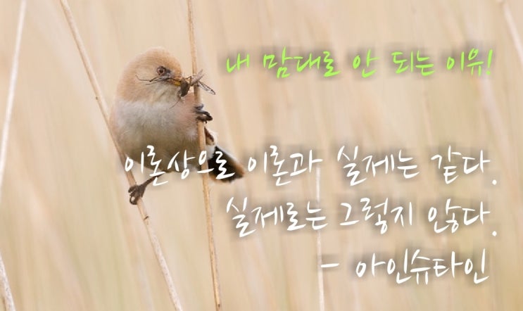  100일 포스팅과 불평 없이 살아보기 실천