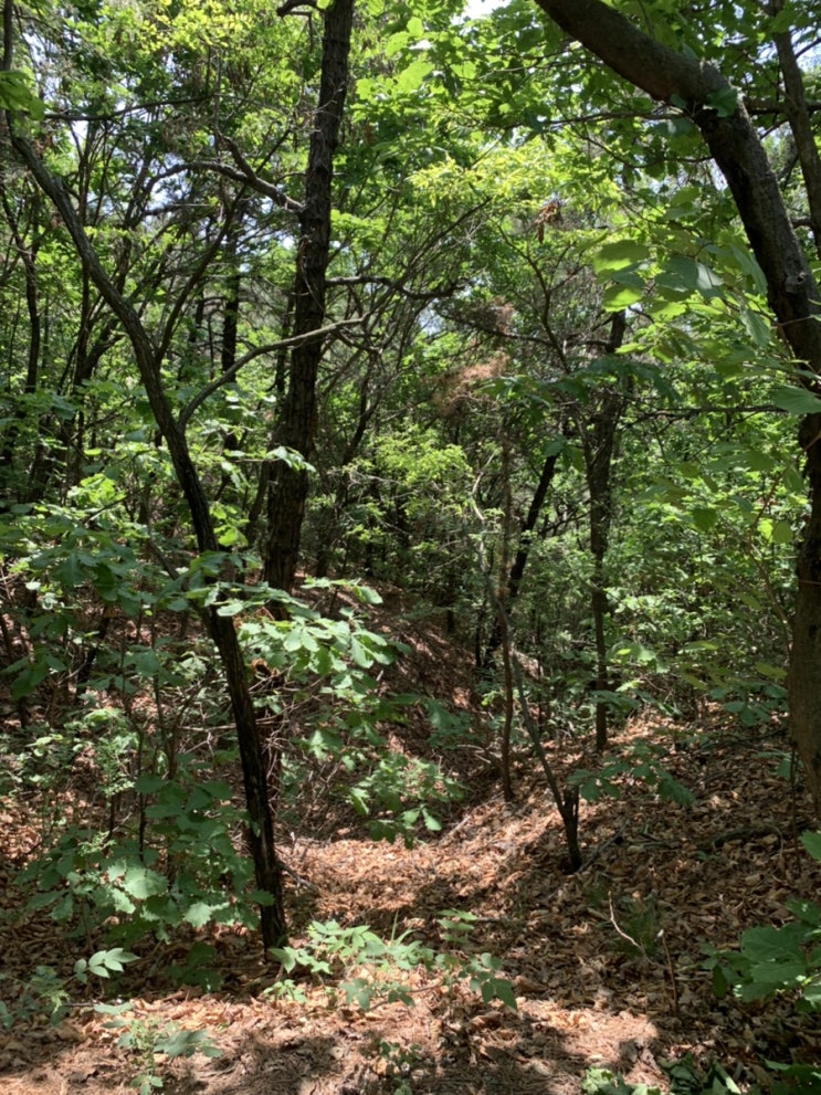  아침 산책길