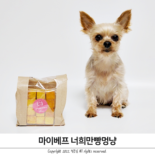 강아지 빵 먹고 싶어한다면 너희만 빵멍냥으로 해결 강아지 빵 먹고 싶어한다면 너희만 빵멍냥으로 해결