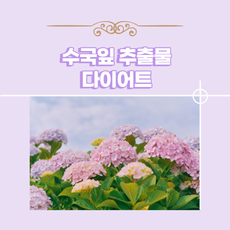 수국잎 추출물 산수국 놀라운 효능 다이어트 수국잎 추출물 산수국 놀라운 효능 다이어트