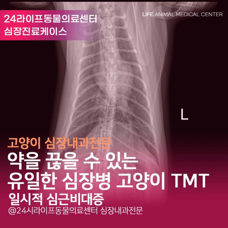 대구 심장 전문 동물병원 : 심장약을 끊을 수 있는 유일한 심장병 TMT / 일시적 심근비대증(Transient Myocardial Thickening)