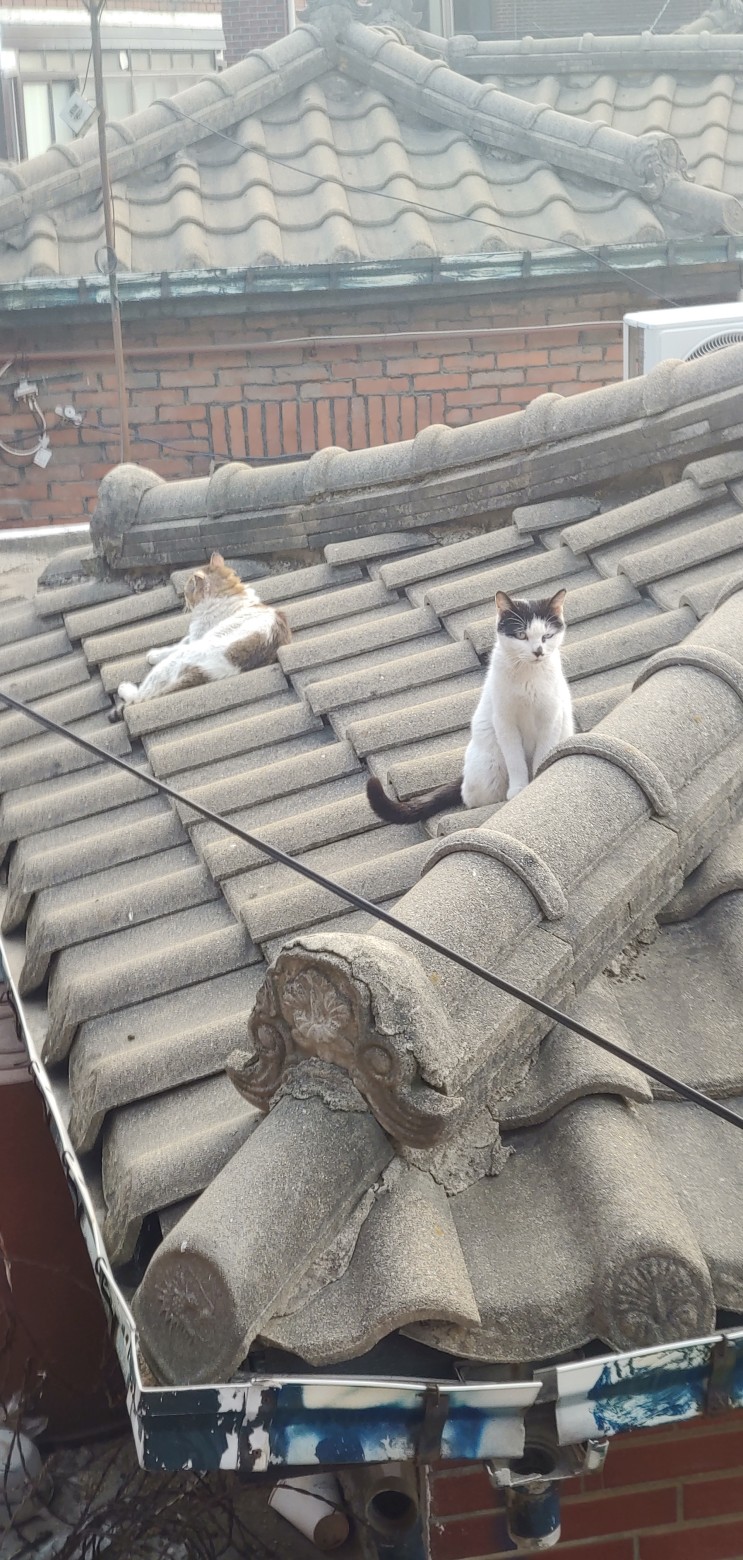 길고양이를 지붕에서 만나면 기분이 좋다.