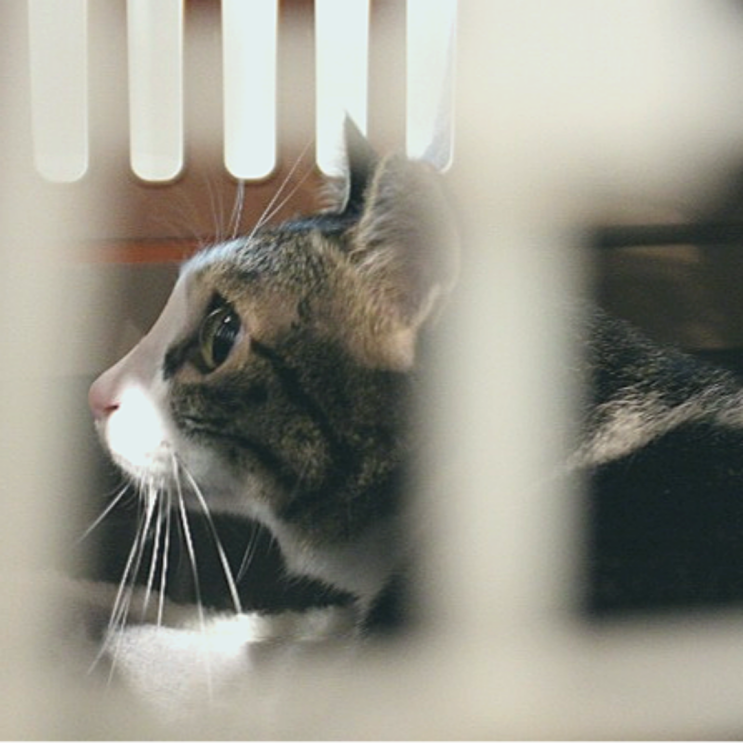 [대구달서구동물병원] 24시 동물병원 바른동물의료센터 고양이 건강검진
