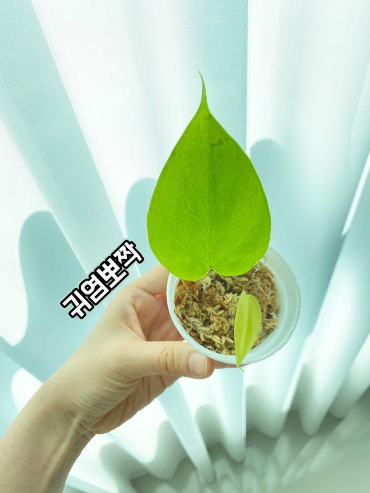 식린이 기록11. 귀염뽀짝한 옥시카르디움 레몬라임(ft.첫 블로그 나눔 식물) 식린이 기록11. 귀염뽀짝한 옥시카르디움 레몬라임(ft.첫 블로그 나눔 식물)