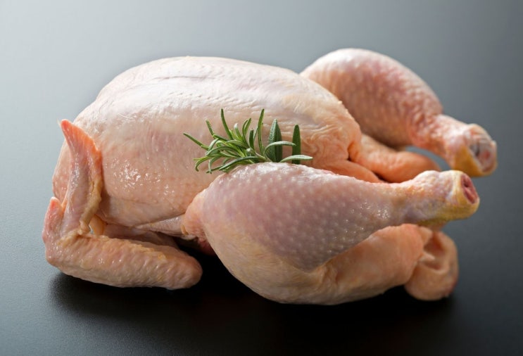  강아지 생닭과 닭발 그리고 치킨 뼈 괜찮을까? 그리고 삼계탕은?