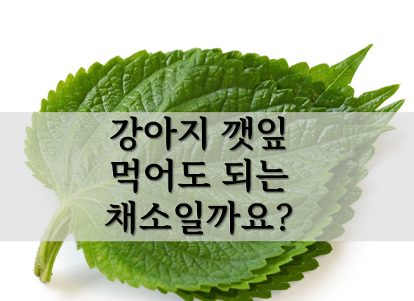 강아지 깻잎 먹어도 되는 채소일까요?