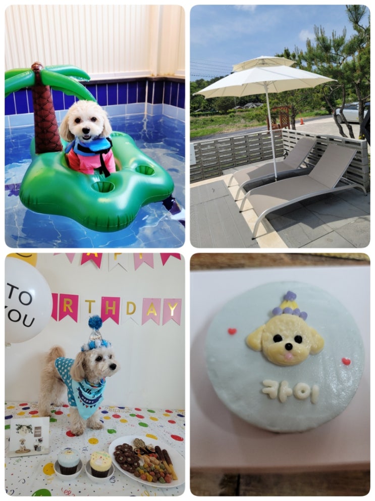  경주 애견동반 헤이미쉬 풀빌라 펜션 (단독 온수 수영장, 무제한 바베큐, 강아지 첫돌 생일파티) 말티푸 카이 두번째 수영 내돈내산