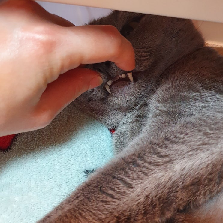 반려묘 고양이 건강검진, 치아흡수성병변 발치 후기