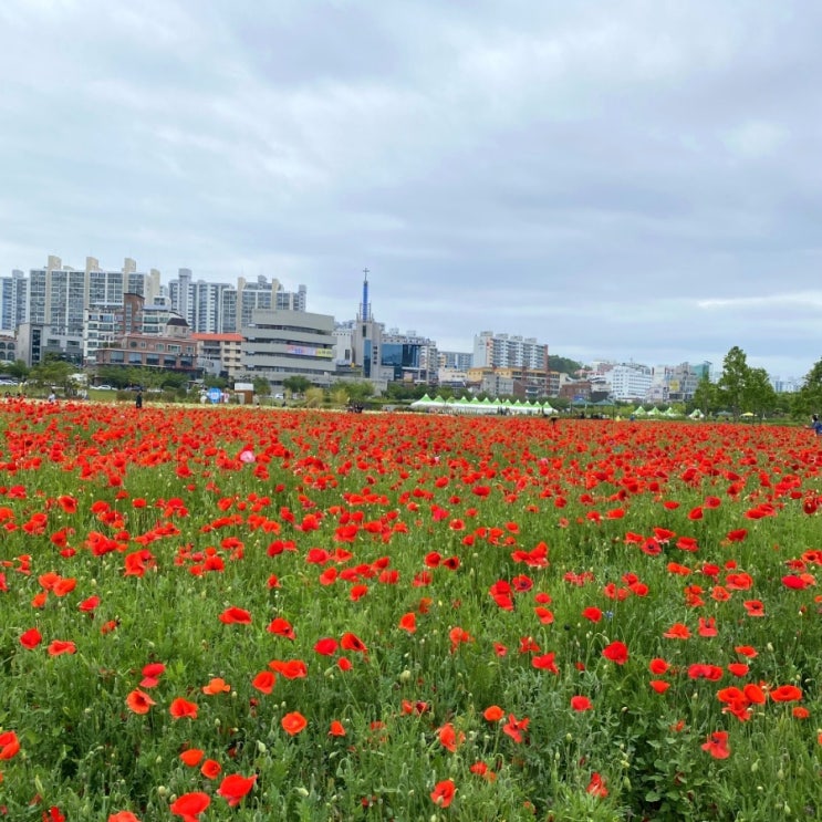  [울산]울산 여행/5월 여행지 추천! 꽃축제가 열리는 태화강국가정원!(꽃 위치정보)