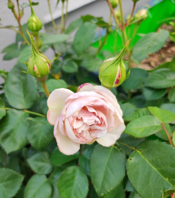  헤라클레스 (독일코데스장미) 개화