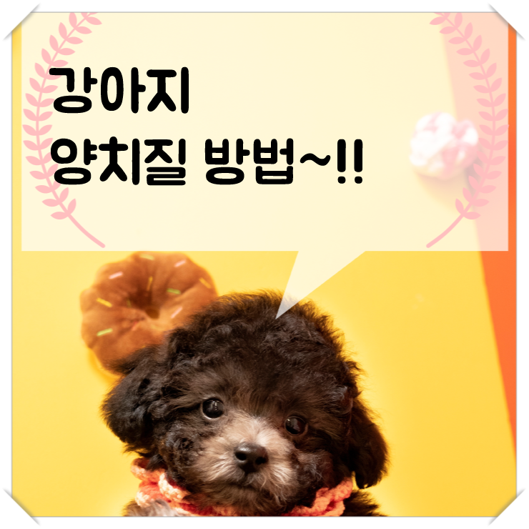  강아지 양치질방법~