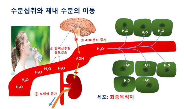  이차탈수, ADH(antidiuretic hormone), 항이뇨호르몬, 물을 벌컥벌컥 마셔서는 안되는 이유