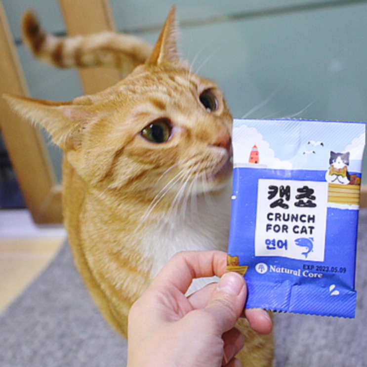  [냥품멍품/내돈내산] 우리집 고양이 간식 네츄럴코어 캣쵸