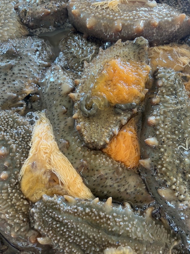  [미포영어조합법인] 고노와다( 해삼 내장, 해삼알 ) 도매,소매 가능합니다.