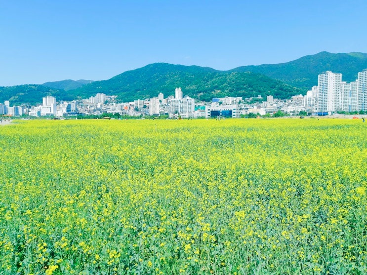 마산 해양 신도시, 서항지구 유채꽃과 청보리밭