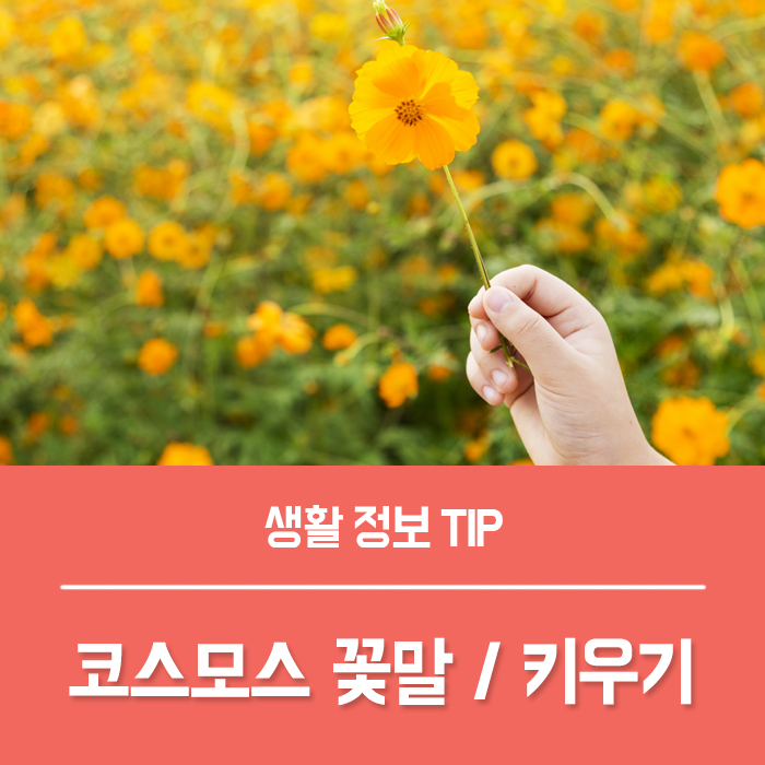 코스모스 키우기 씨앗 파종시기 / 황화 (노랑) 코스모스 꽃말
