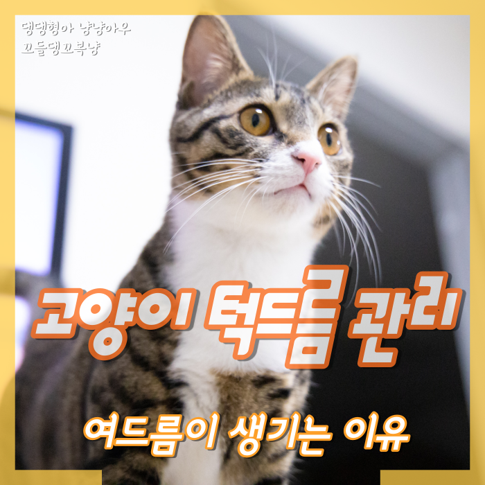  고양이 턱드름 관리, 검은깨 여드름이 생기는 이유