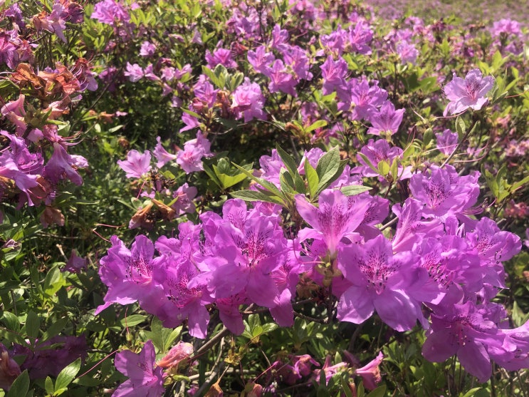 불암산 철쭉동산에 다녀오다(불암산등정)