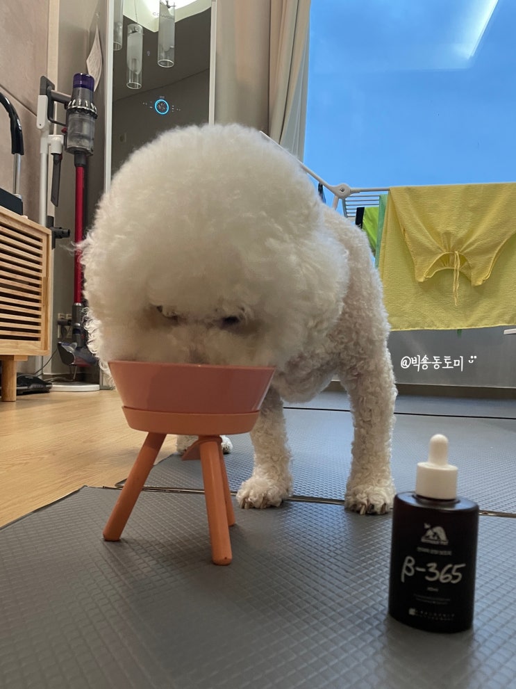  반려동물, 강아지올인원영양제 면역방패 아머펫 베타365