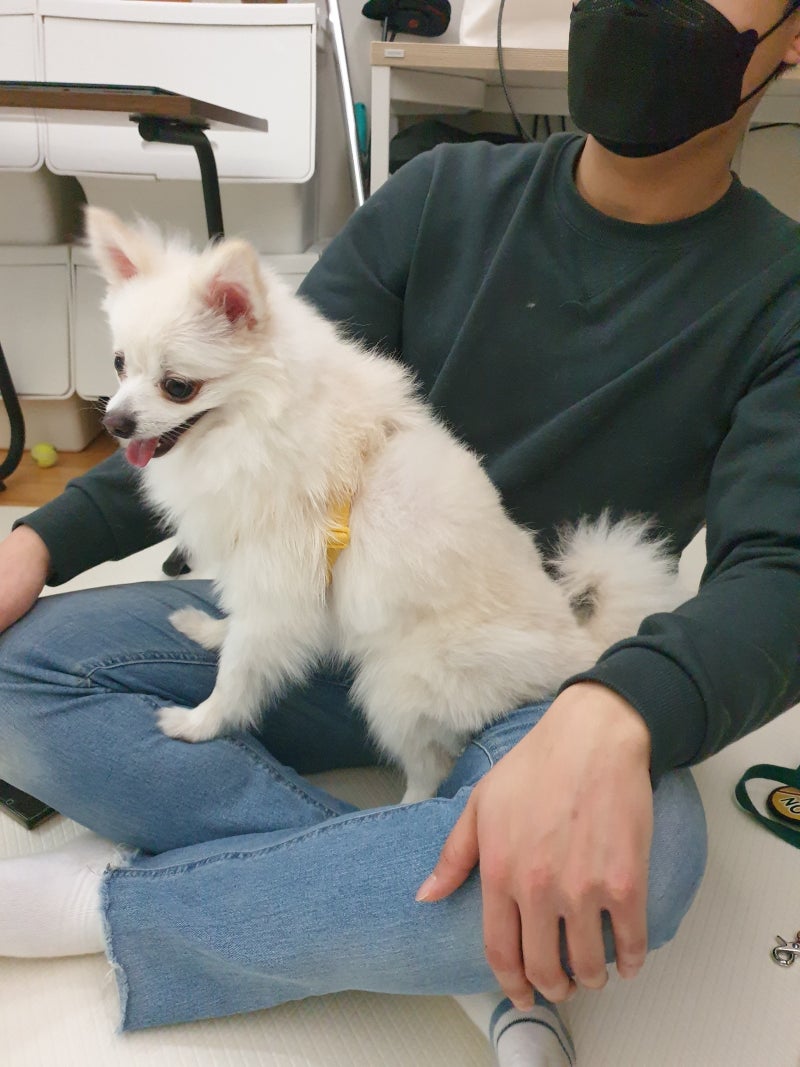 소형견 종류!폼피츠 성격,털빠짐 및 몸무게 : 네이버 블로그, image size:800x1067