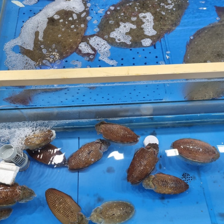  군산 횟집 새만금수산시장 광어 갑오징어 시세