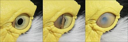  Epicanthus(몽고주름), Membrana nictitans(nictitating membrane), Membrana semilunaris(plica semilunaris)