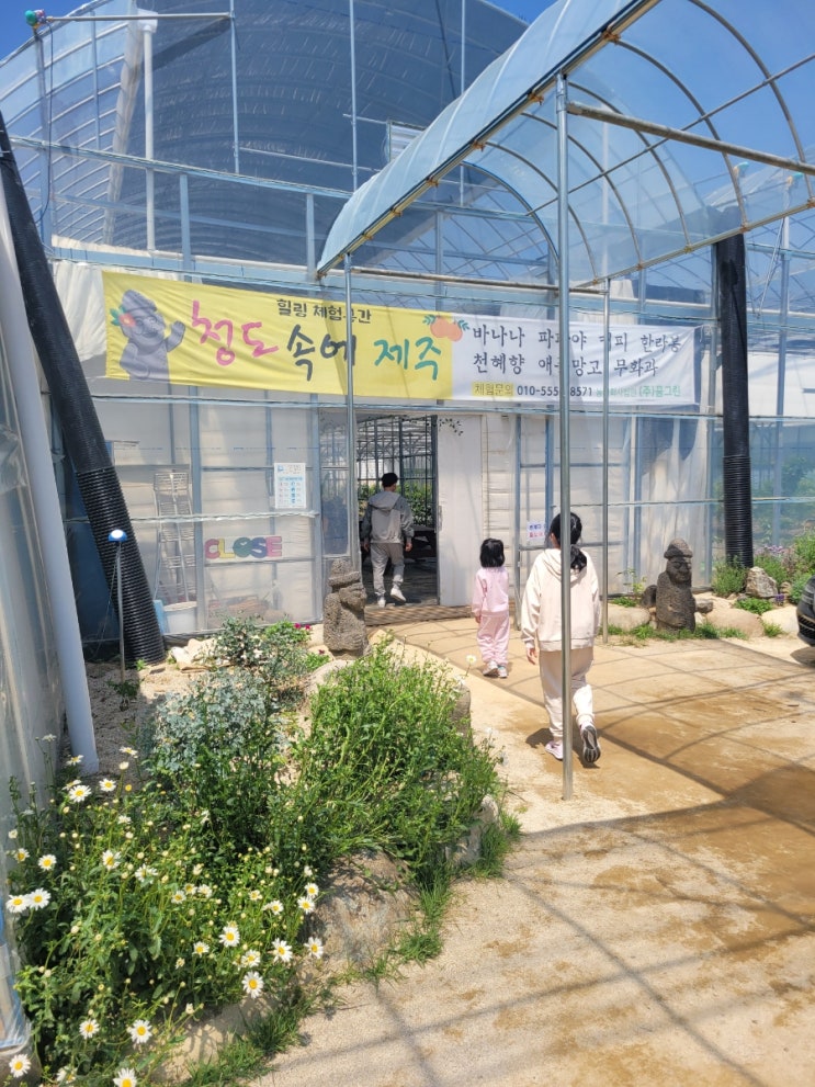  청도 꿈그린농원 바나나 따기 체험~