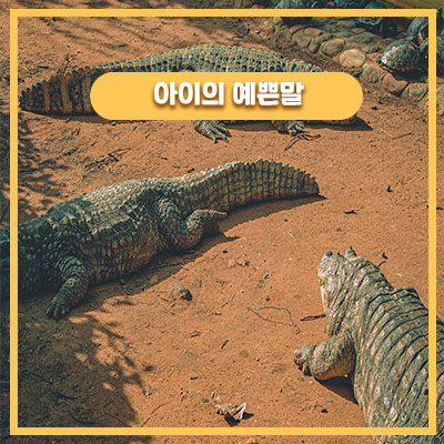 남매의 끈끈이 악어 에피소드