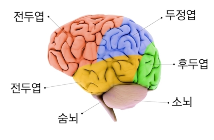  브라마요가 _ 뇌와 호흡