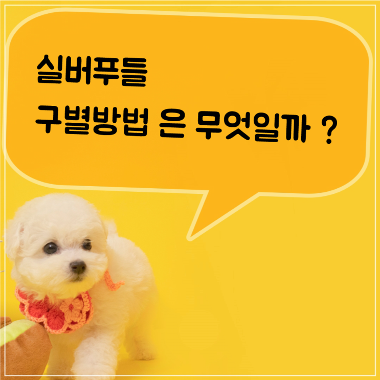  다산 강아지 분양 실버 푸들 구별법 이야기~!!