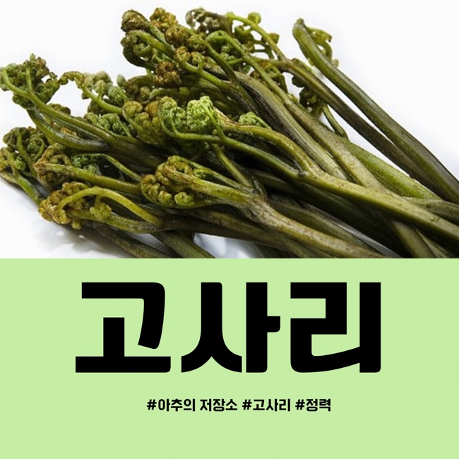  아추의 저장소 / 고사리 / 효능 / 정력 / 남자 / 남성 / 먹어도 되나요?