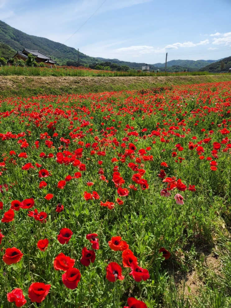 하동 북천 양귀비 꽃 축제(~5/22까지) 후기 / 1억송이 양귀비 꽃구경