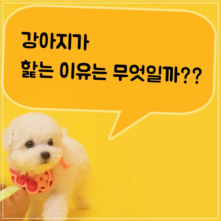  강아지가 핥는 이유~