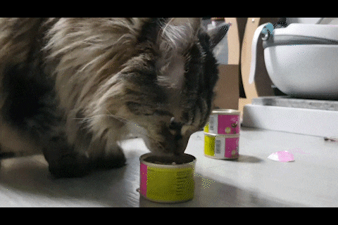 티키캣 루아우 고양이 주식캔 연어맛 저칼로리 식단