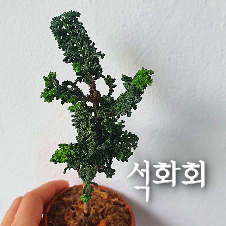  작은 거인 석화회 소재 키우기(낭구바보님 나눔)