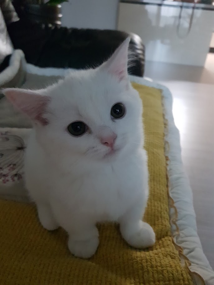 먼치킨 고양이 망고의 성장기(아기 고양이에서 캣초딩으로 파워성장중)