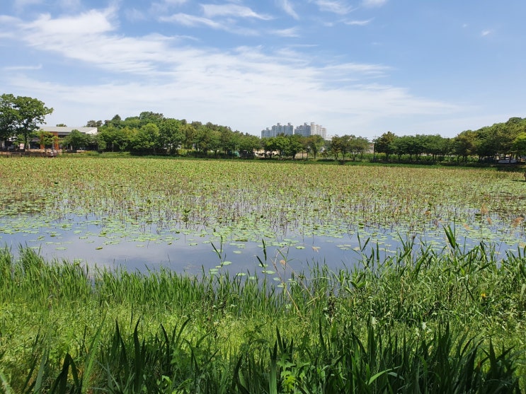 진주 강주연못 남녀노소 누구나 좋아하는 생태공원