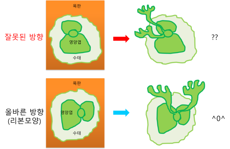 박쥐란 목부작. 심는 방향의 중요성 박쥐란 목부작. 심는 방향의 중요성