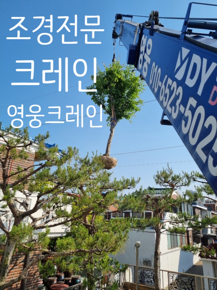  변동 크레인 영산불교 현지사 대전분원에서 모과나무 운반