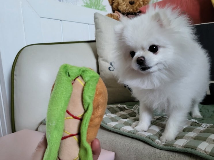  꼬잇 :: 강아지슬개골수술 전후 관리로 추천하고 싶은 슬개골치료기