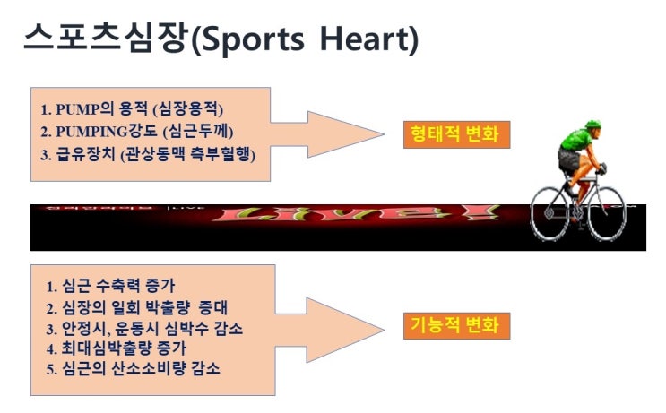  운동성서맥, 스포츠심장, Sports heart, 심박출량, 심장펌프