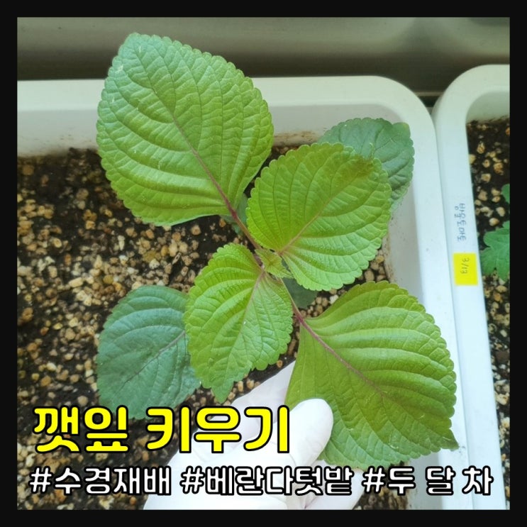 깻잎 키우기 두 달 차 (베란다 텃밭, 수경재배)